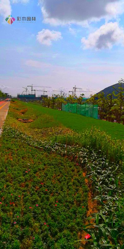 珠海項目道路綠化工程