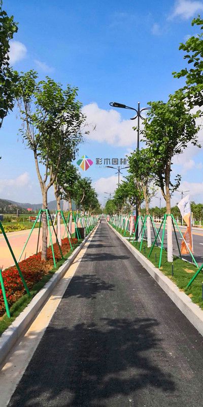 珠海項目道路綠化工程