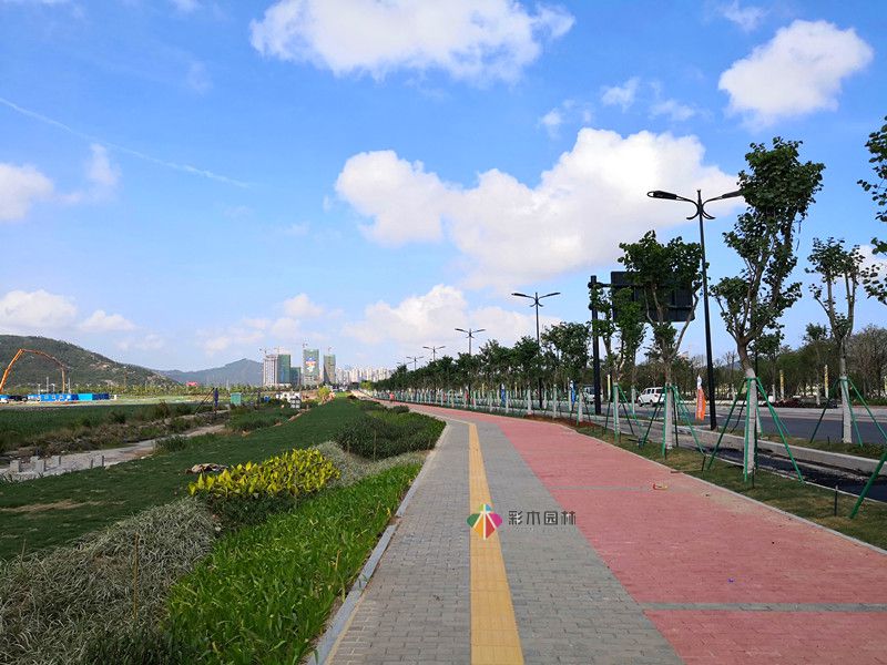 珠海項(xiàng)目道路綠化工程...