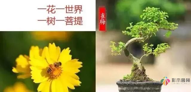 庭院設(shè)計才這樣設(shè)計才好看