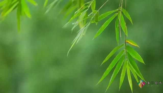 庭院設(shè)計才這樣設(shè)計才好看