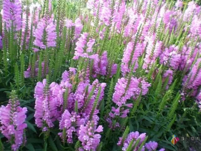 重慶72種常見私家花園綠化植物有哪些?