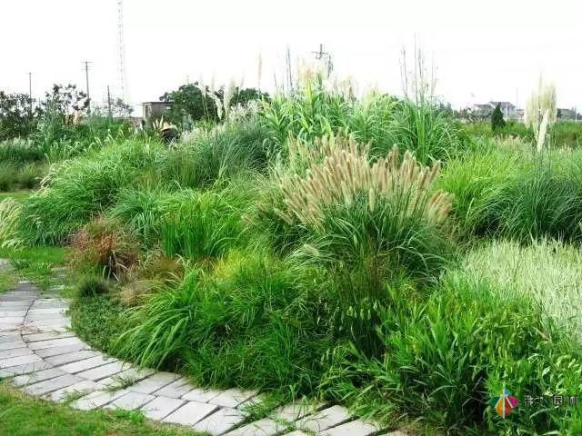 重慶72種常見私家花園綠化植物有哪些?
