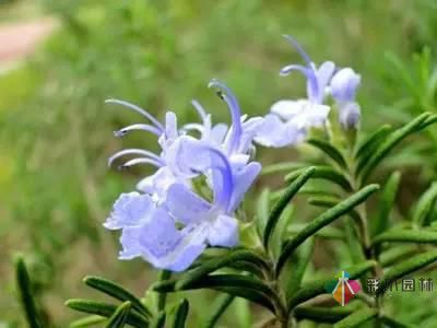 重慶72種常見私家花園綠化植物有哪些?