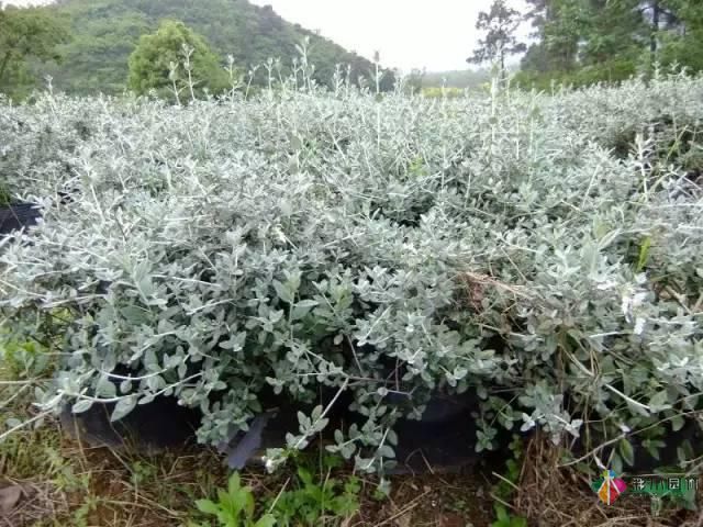 重慶72種常見私家花園綠化植物有哪些?