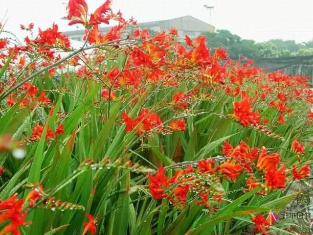 重慶72種常見私家花園綠化植物有哪些?