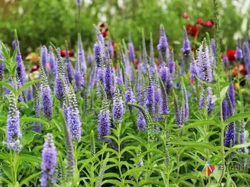 重慶72種常見私家花園綠化植物有哪些?