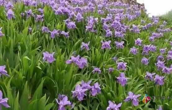 重慶72種常見私家花園綠化植物有哪些?