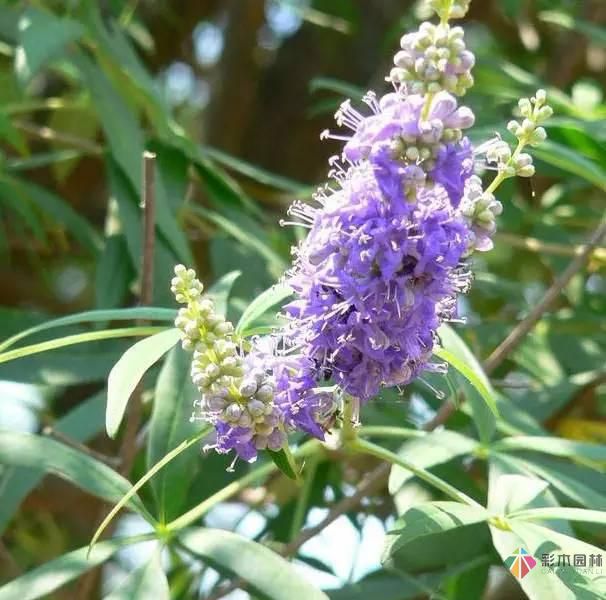 重慶72種常見私家花園綠化植物有哪些?