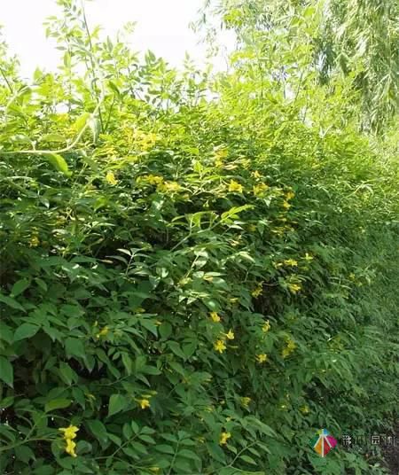 重慶72種常見私家花園綠化植物有哪些?