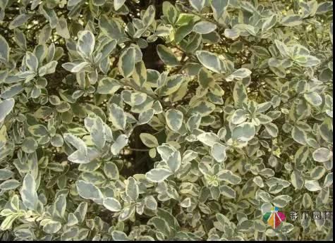 重慶72種常見私家花園綠化植物有哪些?
