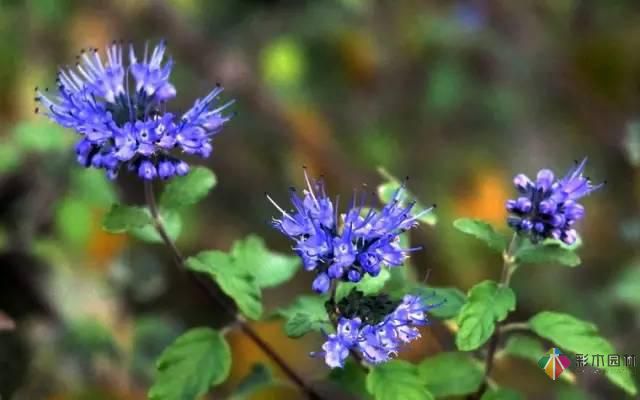 重慶72種常見私家花園綠化植物有哪些?
