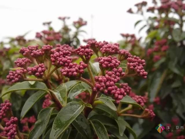 重慶72種常見私家花園綠化植物有哪些?