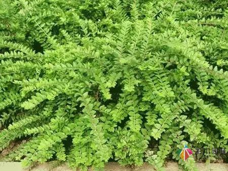 重慶72種常見私家花園綠化植物有哪些?