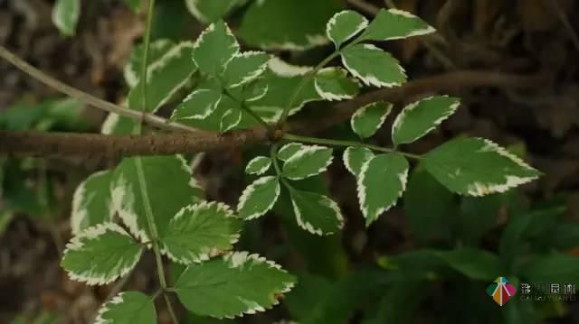 重慶72種常見私家花園綠化植物有哪些?
