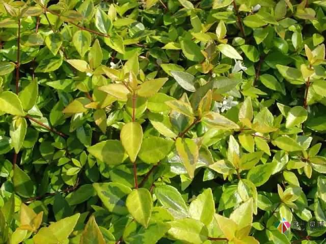 重慶72種常見私家花園綠化植物有哪些?