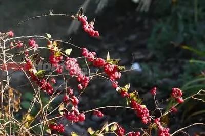 重慶72種常見私家花園綠化植物有哪些?