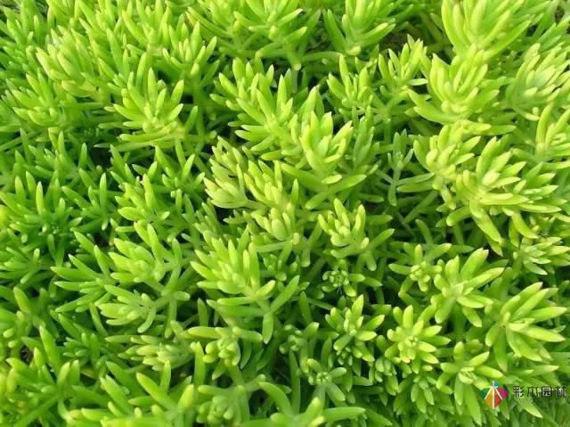 重慶72種常見私家花園綠化植物有哪些?