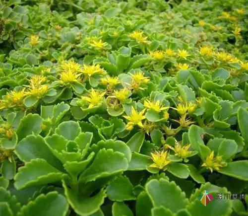 重慶72種常見私家花園綠化植物有哪些?