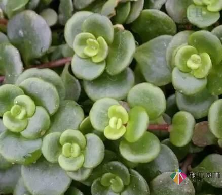 重慶72種常見私家花園綠化植物有哪些?