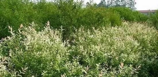 重慶72種常見私家花園綠化植物有哪些?