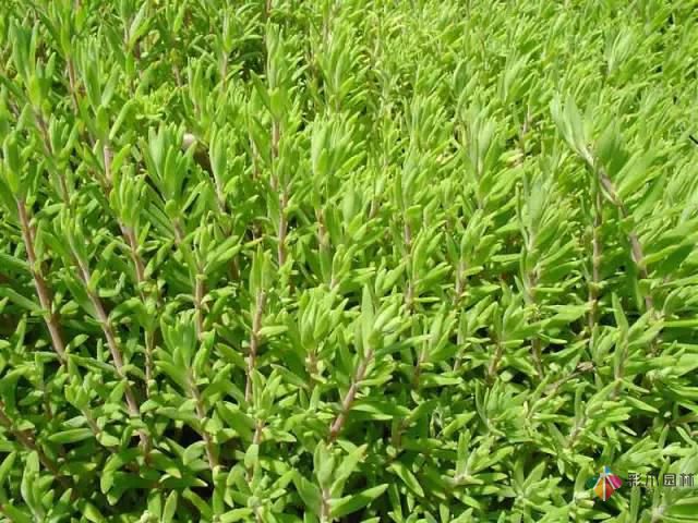 重慶72種常見私家花園綠化植物有哪些?