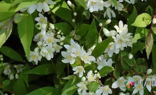 重慶72種常見私家花園綠化植物有哪些?