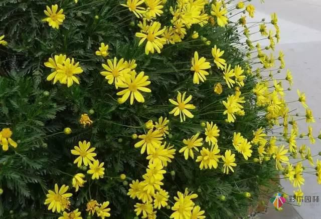 重慶72種常見私家花園綠化植物有哪些?