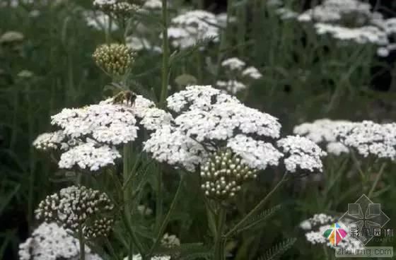 重慶72種常見私家花園綠化植物有哪些?