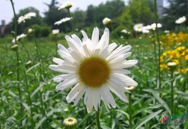 重慶72種常見私家花園綠化植物有哪些?