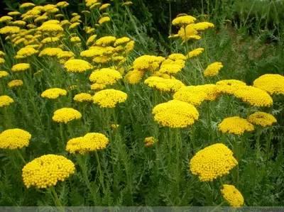 重慶72種常見私家花園綠化植物有哪些?