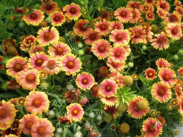 重慶72種常見私家花園綠化植物有哪些?