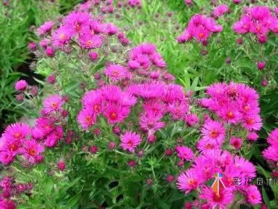 重慶72種常見私家花園綠化植物有哪些?