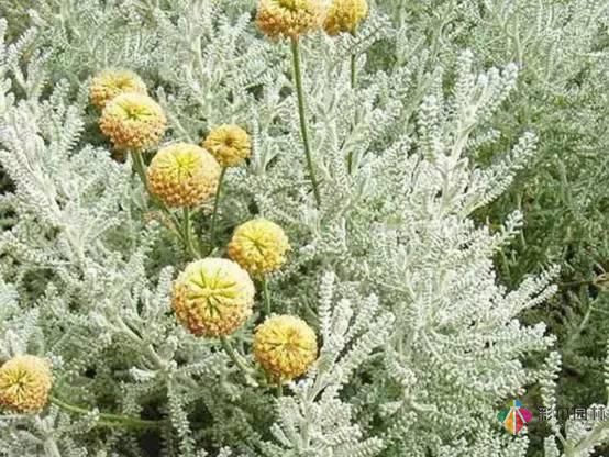 重慶72種常見私家花園綠化植物有哪些?