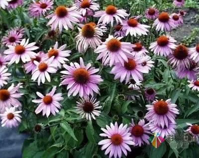重慶72種常見私家花園綠化植物有哪些?