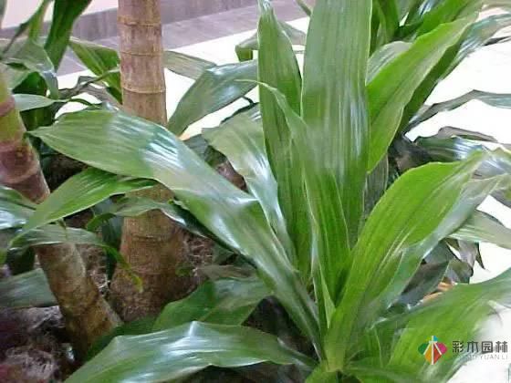 重慶72種常見私家花園綠化植物有哪些?