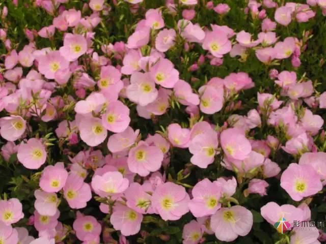 重慶72種常見私家花園綠化植物有哪些?
