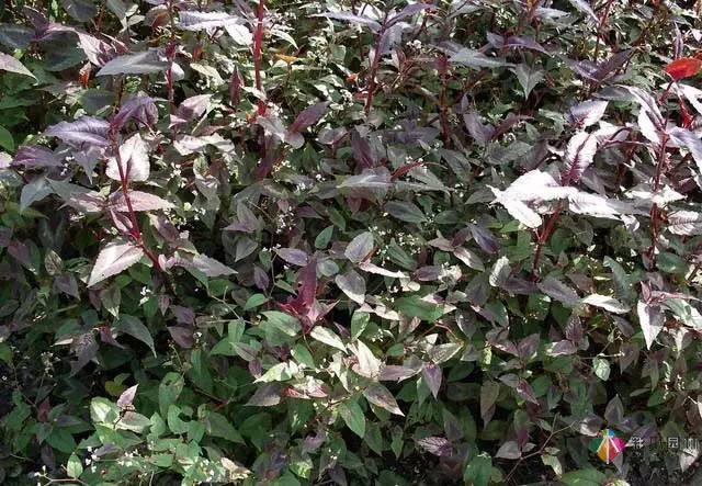 重慶72種常見私家花園綠化植物有哪些?