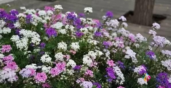 重慶72種常見私家花園綠化植物有哪些?