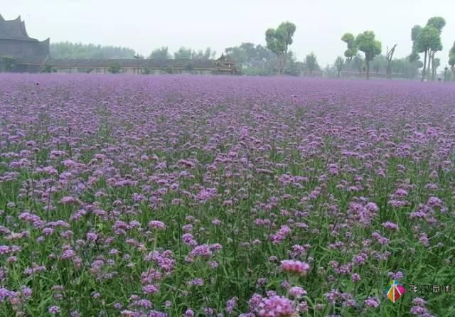 重慶72種常見私家花園綠化植物有哪些?