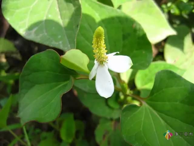 重慶72種常見私家花園綠化植物有哪些?