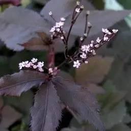 重慶72種常見私家花園綠化植物有哪些?
