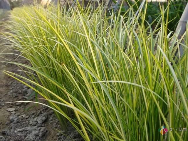 重慶72種常見私家花園綠化植物有哪些?