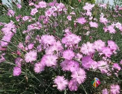 重慶72種常見私家花園綠化植物有哪些?