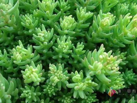 重慶72種常見私家花園綠化植物有哪些?