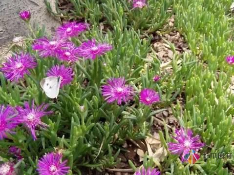 重慶72種常見私家花園綠化植物有哪些?