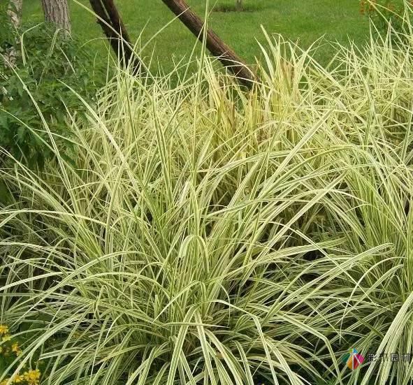 重慶72種常見私家花園綠化植物有哪些?