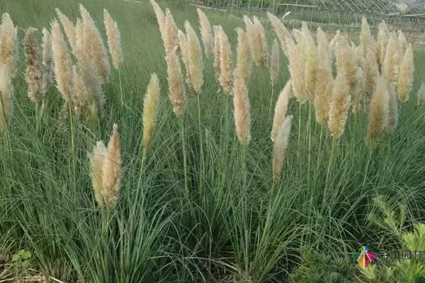 重慶72種常見私家花園綠化植物有哪些?