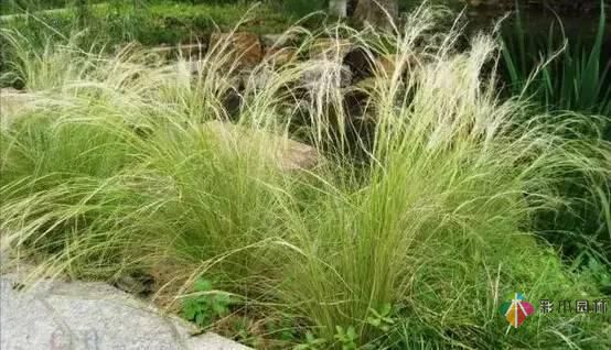 重慶72種常見私家花園綠化植物有哪些?