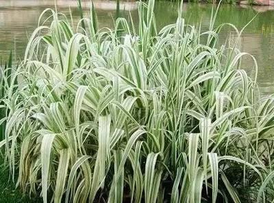 重慶72種常見私家花園綠化植物有哪些?